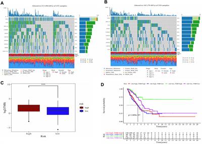 Screening and identifying a novel M-MDSCs-related gene signature for predicting prognostic risk and immunotherapeutic responses in patients with lung adenocarcinoma